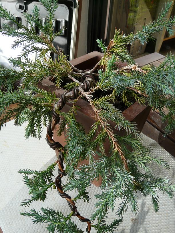 juniperus - Juniperus Squamata P1030911
