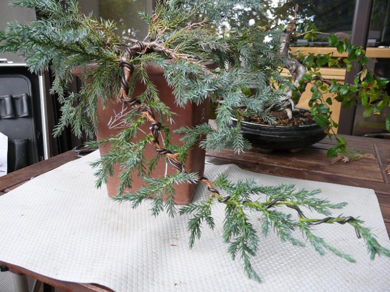 juniperus - Juniperus Squamata P1030913