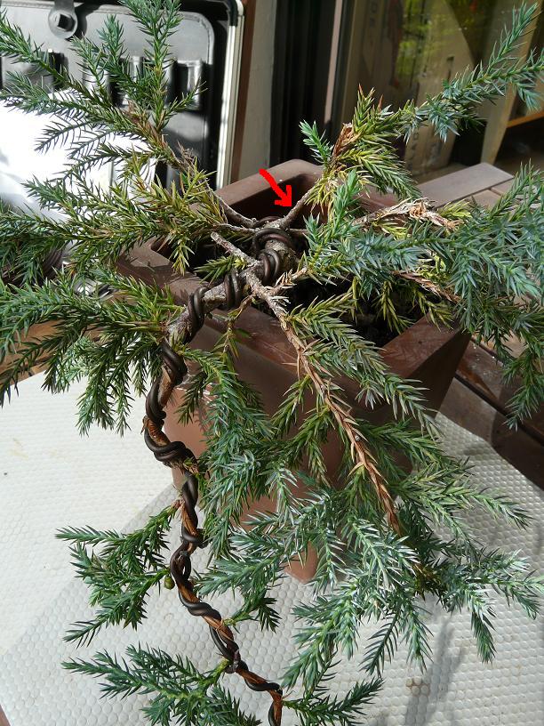 juniperus - Juniperus Squamata P1030920