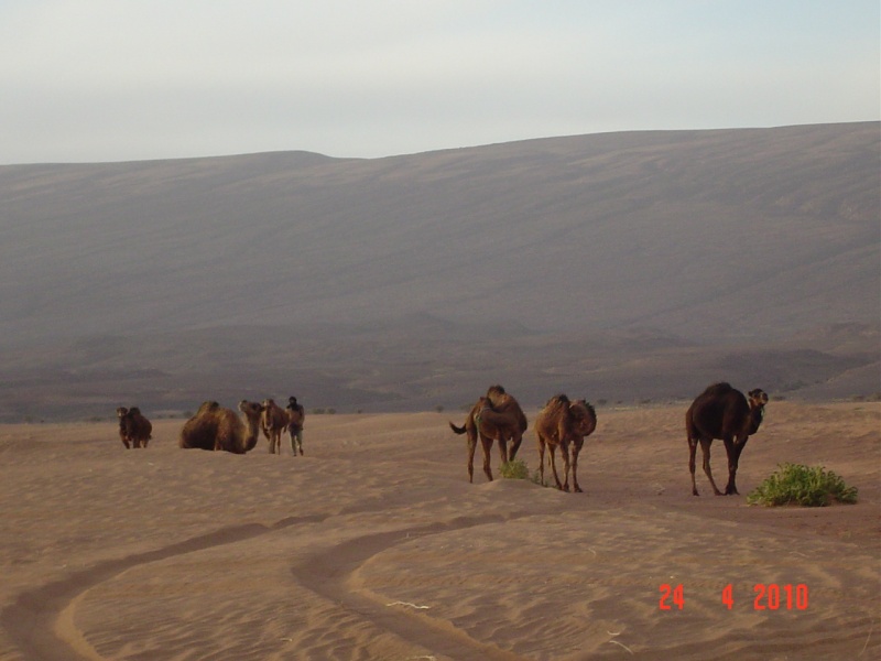 Raid au Maroc en 2010. - Page 4 Dsc08253