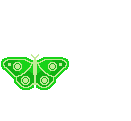 Papillon Bfc10