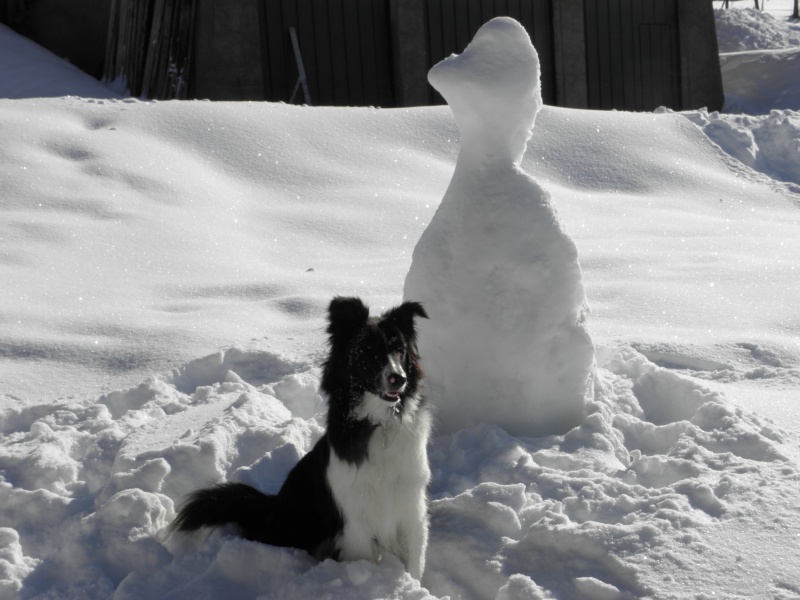 [adopté] Collin, croisé Border Collie et Colley,  18 mois ( 43 ) histoire de fou ! - Page 3 P1310210