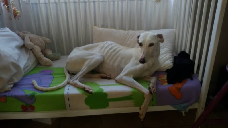 Calispera, galga blanche, 3 ans Scooby France  Adoptée  Calisp10