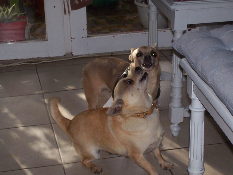 2 petites chihuahuas à l'adoption "Scooby France" - DAISY ADOPTÉE SCOOBY FRANCE Daisy_12