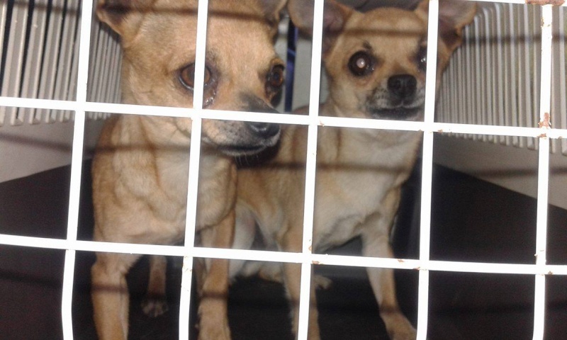 DARLING et FLAVIE Adoptées Darlin12