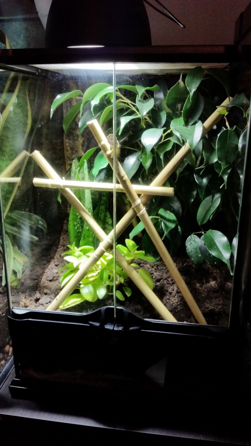Terrarium planté - Page 2 20150813