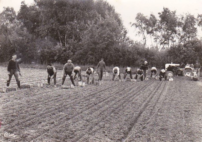 REYMOND SIMPLEX : les tracteurs et autres mototreuils - Page 2 Capt1476