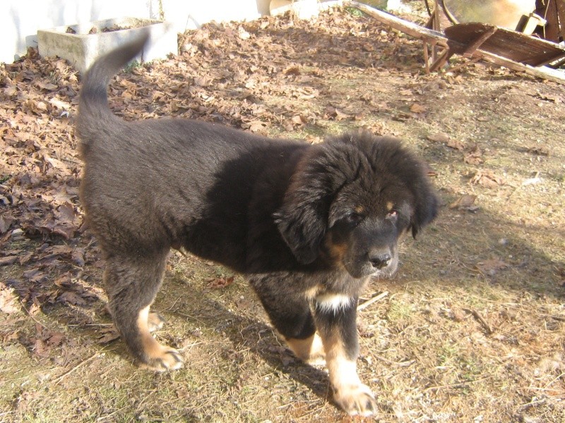 Chiot Dogue du Tibet LOF disponible à La Tsaparang Valley - Page 29 Photos12