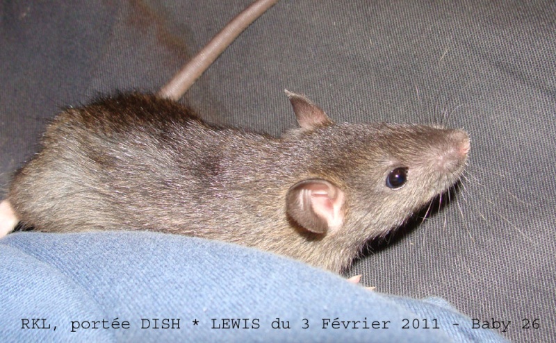 DISH * RKL ERT LEWIS: 11 ratons sevrage le 23 mars - Page 2 391_1812