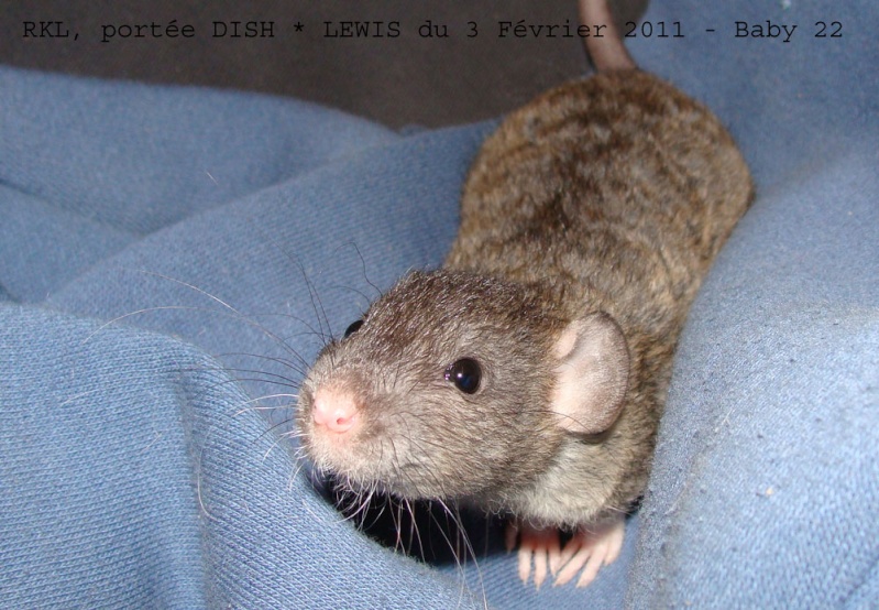 DISH * RKL ERT LEWIS: 11 ratons sevrage le 23 mars - Page 2 391_2011