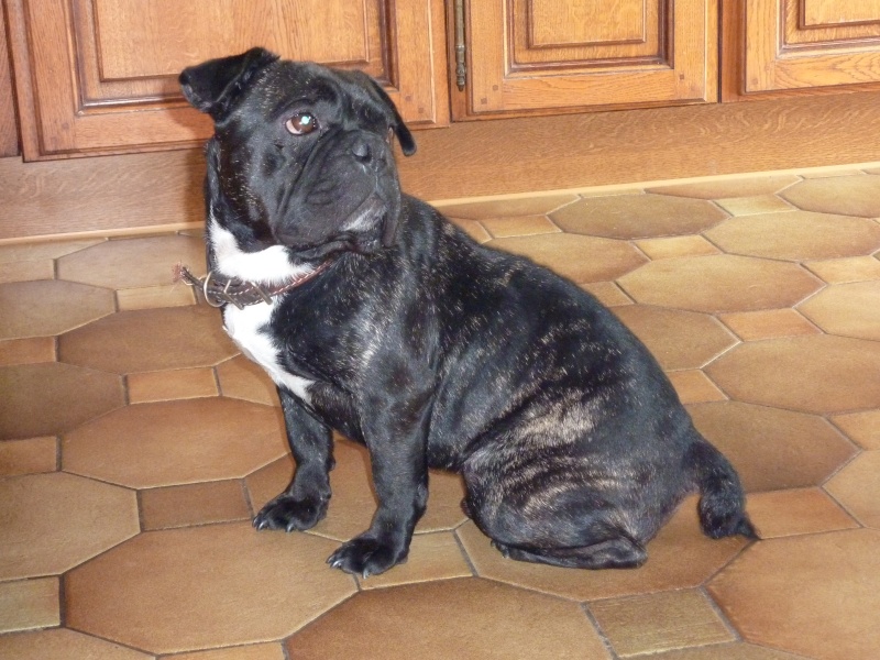 Rocky/Anjo, Bouledogue Français de 3 ans - Page 5 P1000314