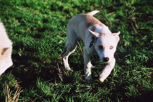 chiens de traineau Umiak11