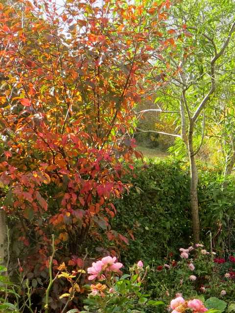 Concours photos.........."L'automne" !!! France10