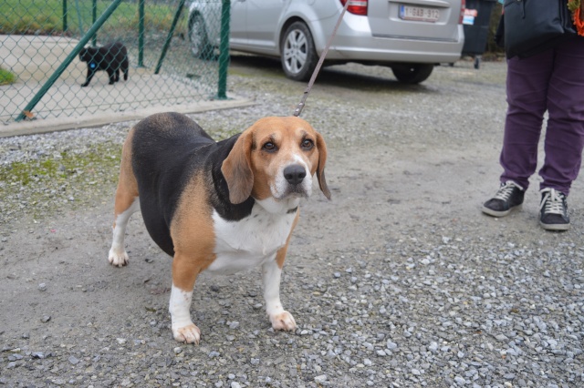 MAYA - beagle 6 ans - Refuge du Beaussart à Boussu en Fagne - Belgique Dsc_0412