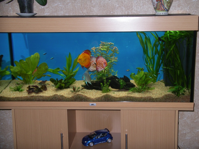 Aquarium juwel 260l+ 6 discus + divers accessoires (38) Imgp7010