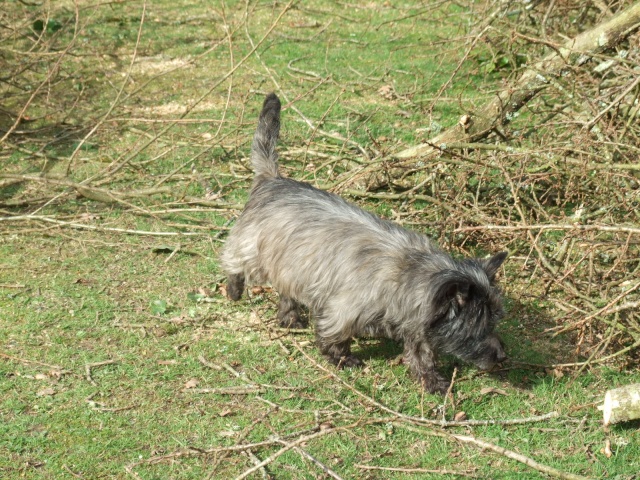 SWEET - type cairn - mâle - 9 ans- En FA en Loire-Atlantique- RESERVE - Page 4 2011_014