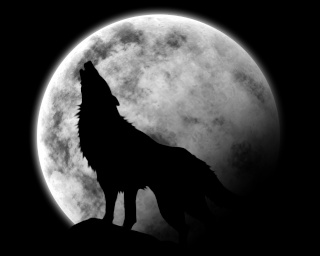 The Wolves Loup_h10
