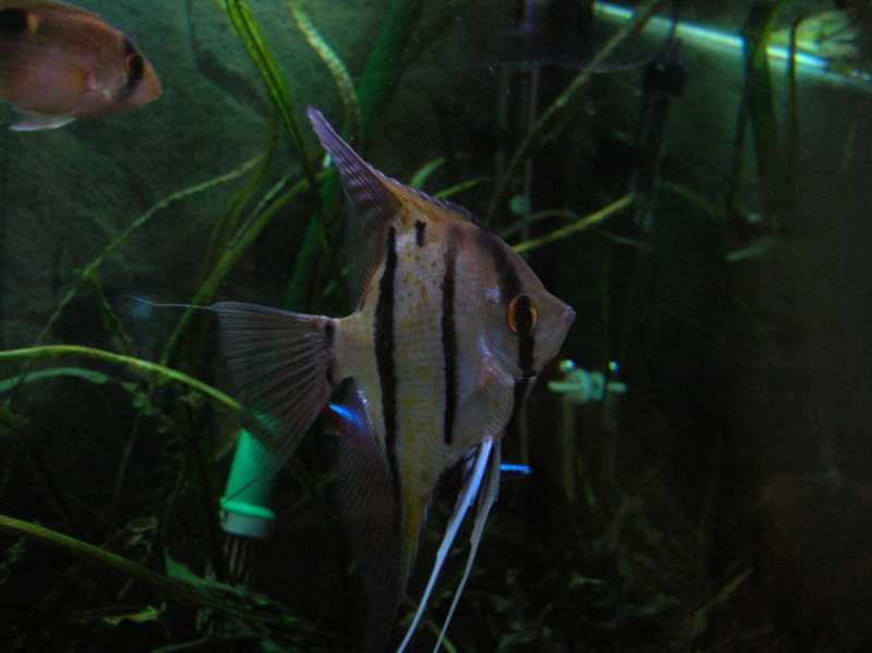 quelques photos de mes poissons Dscn5611