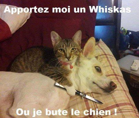 humour - Page 13 12592415
