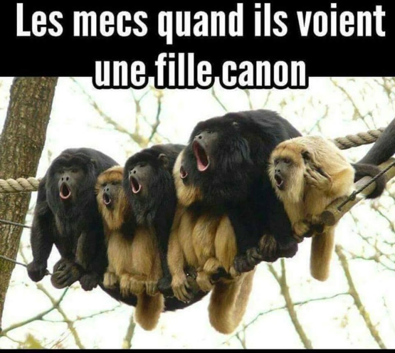humour - Page 12 12651213