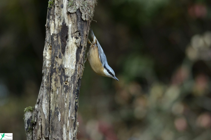 Sittelle torchepot _dsc1310