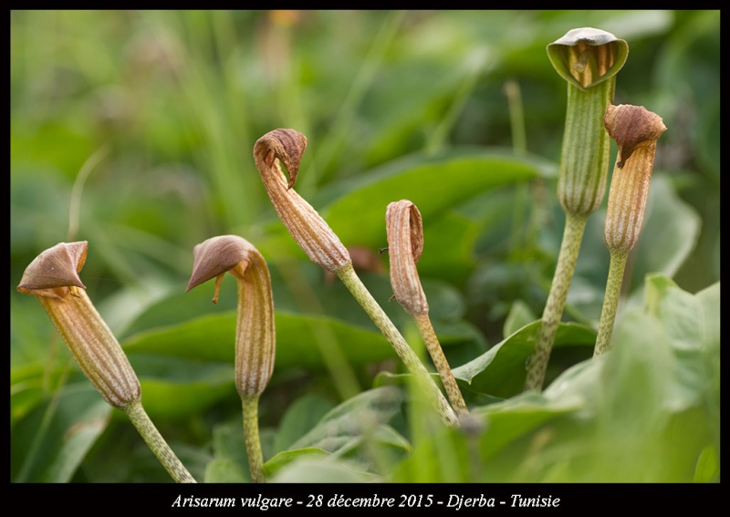 Quelques belles djerbiennes ! Arisar12