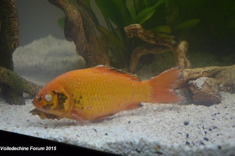poisson - Petit poisson rouge gagné à la foire :l (nitrites) Danger10