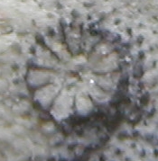 Stylophora sp. Corali10