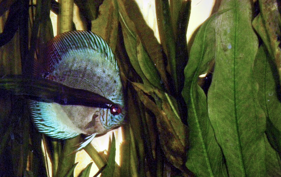 Aquarium 300l discus (nounours) Photo_13