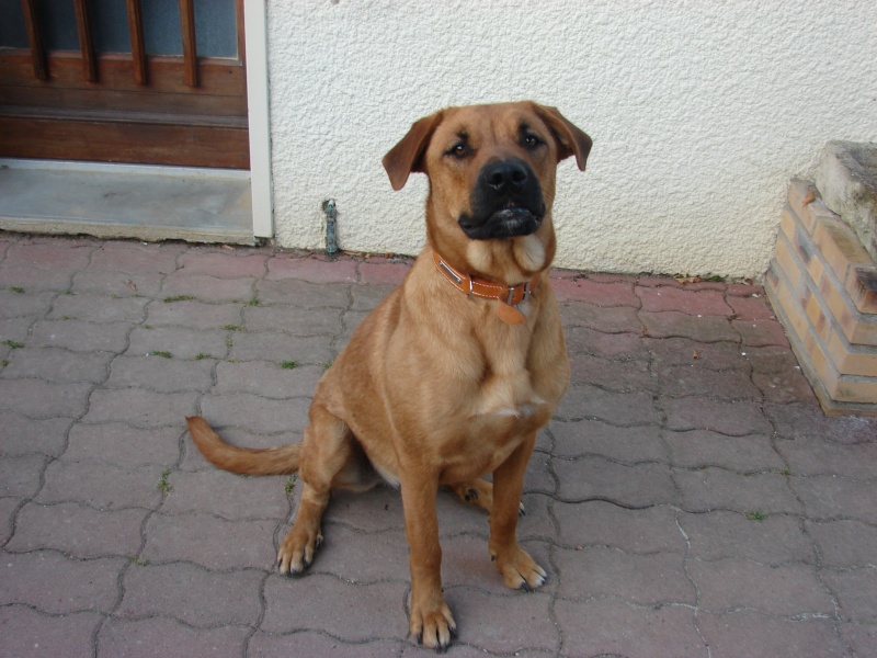 chiot de 6 mois croiser boxer Dsc02010