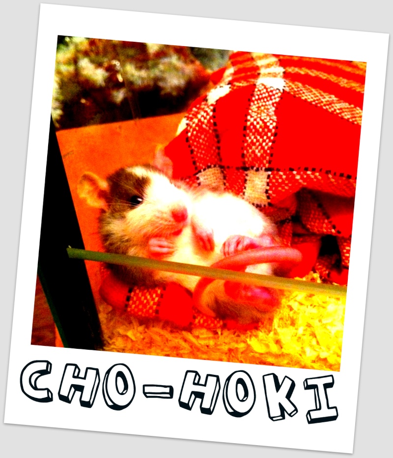 Cho-Hoki Chokok11