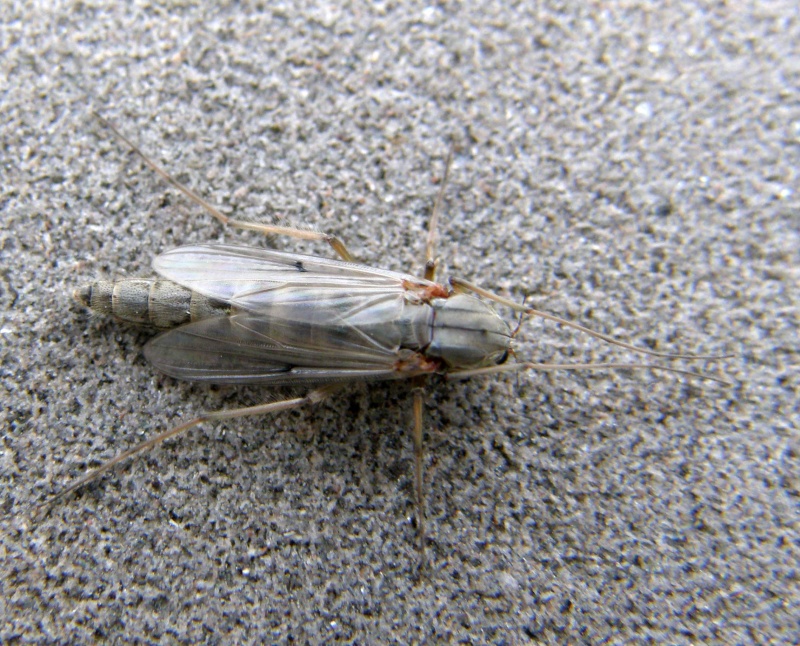 Insecte ailé P3300210