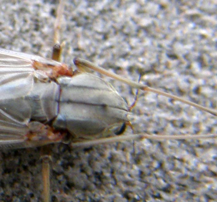 Insecte ailé P3300211