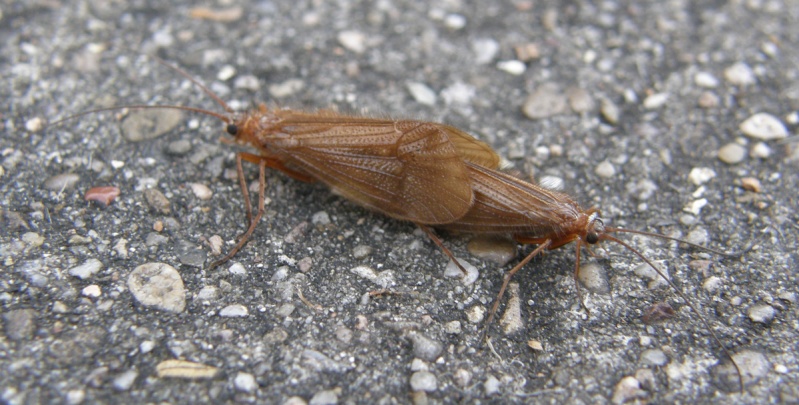 [Trichoptera sp.] Accouplement Pb060010