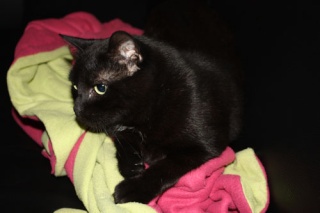 Dody, mini-chat noir, 2 ans en 2009 - Page 5 Img_1510