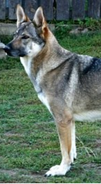 Czechoslovakian Wolfdog - Commentary on CSW judgement Image113