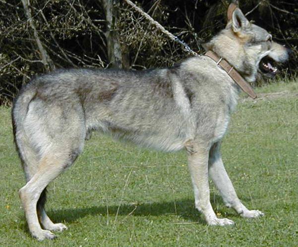 Czechoslovakian Wolfdog - Commentary on CSW judgement Image511