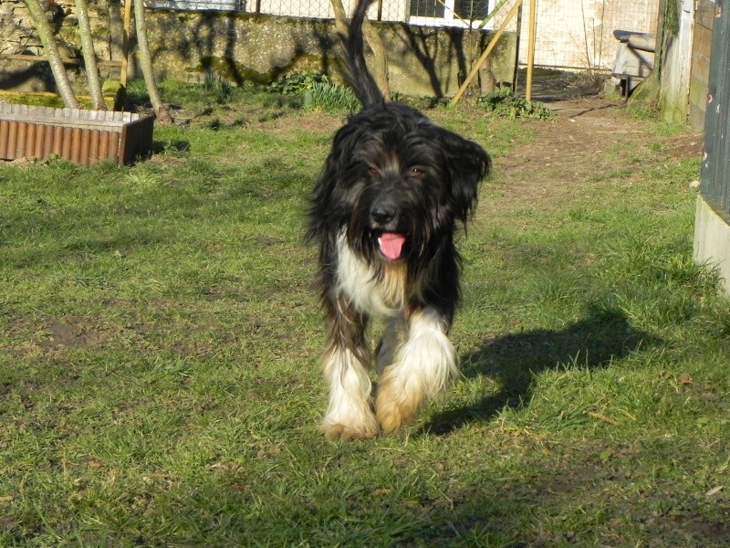 Anakin Bearded collie de 4 ans. - Page 2 Dscn1610