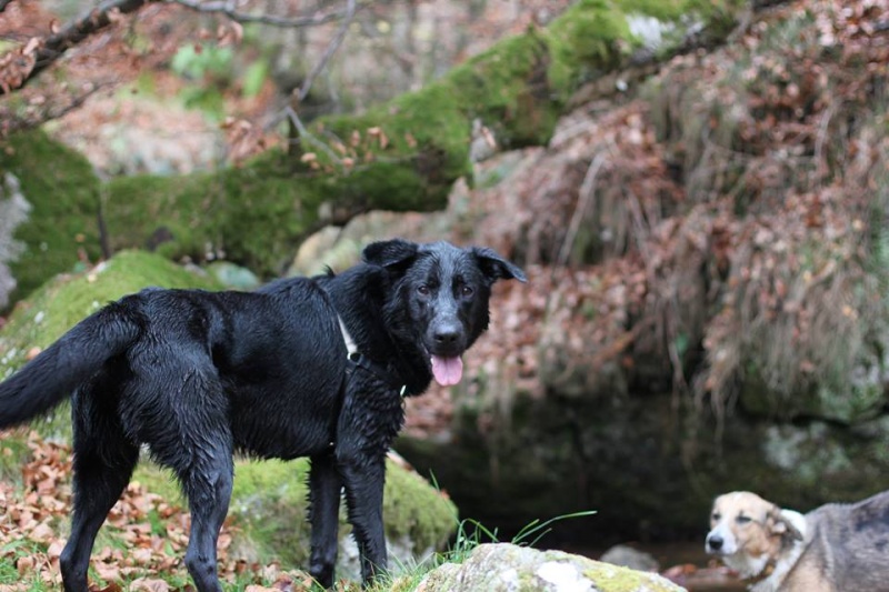 (48) - Junior - Chien mâle castré - x Berger - Super joueur et actif - Adopté ! 12227210