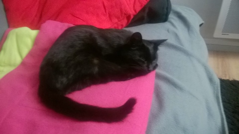 (48) - Bagheera - décédée- Jeune chatte noire de 6 mois, trouvée maigre et malade sur la route... Adoptée ! 12662710