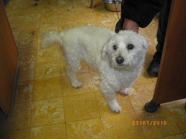 ROCKY, bichon maltais de 9 ans (filleul de Jacqueline) Imgp5110