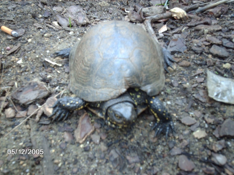 tortue trouvé dans un bois Img_1710