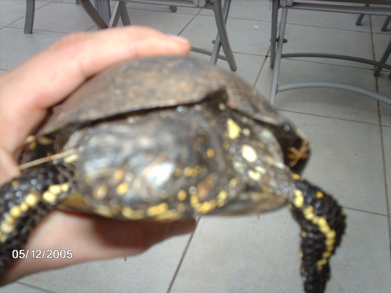 tortue trouvé dans un bois Img_1712