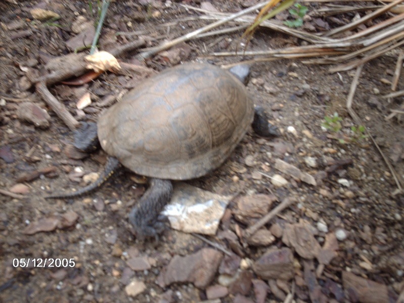 tortue trouvé dans un bois Img_1713