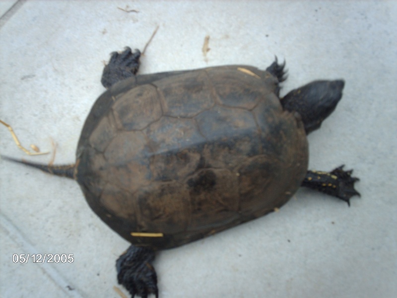 tortue trouvé dans un bois Img_1714