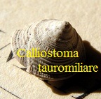  AAA Vignettes galerie fossiles Callio10