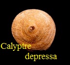 AAA Vignettes galerie fossiles Calydp10