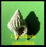 AAA Vignettes galerie fossiles Cancel10