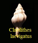  AAA Vignettes galerie fossiles Clavla10