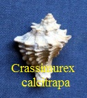  AAA Vignettes galerie fossiles Crassi10